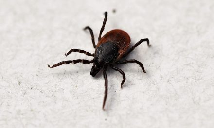 Advocates say more focus needed on Lyme disease